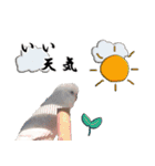 セキセイインコのみなさん2（個別スタンプ：20）