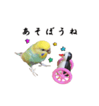 セキセイインコのみなさん2（個別スタンプ：21）