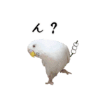 セキセイインコのみなさん2（個別スタンプ：23）
