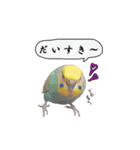 セキセイインコのみなさん2（個別スタンプ：24）