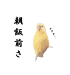 セキセイインコのみなさん2（個別スタンプ：26）