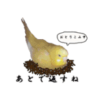セキセイインコのみなさん2（個別スタンプ：28）