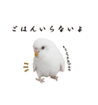 セキセイインコのみなさん2（個別スタンプ：30）