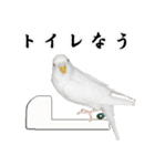 セキセイインコのみなさん2（個別スタンプ：31）