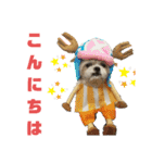 コスプレシーズーマックン季節編（個別スタンプ：4）