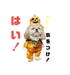 コスプレシーズーマックン季節編（個別スタンプ：25）