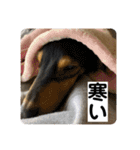 うたファミリー（個別スタンプ：26）