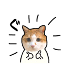 ネコのまりんとぽん太（個別スタンプ：18）
