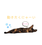 にゃにゃにゃわんこ（個別スタンプ：14）