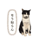 にゃにゃにゃわんこ（個別スタンプ：21）