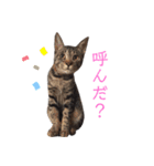にゃにゃにゃわんこ（個別スタンプ：22）
