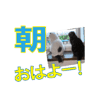 動く！にゃんと＆みゃあと（個別スタンプ：1）