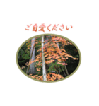 日本の秋・紅葉（個別スタンプ：4）