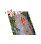 日本の秋・紅葉（個別スタンプ：6）