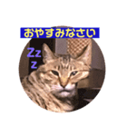 山田家のショコラちゃんスタンプです！（個別スタンプ：15）