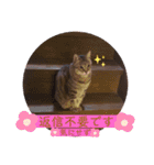 山田家のショコラちゃんスタンプです！（個別スタンプ：16）
