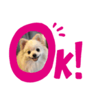 ポメラニアン にこ（個別スタンプ：1）