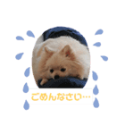 ポメラニアン にこ（個別スタンプ：3）