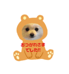 ポメラニアン にこ（個別スタンプ：5）