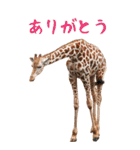 キリンのBIGスタンプ！ほほえみフレンズ（個別スタンプ：14）