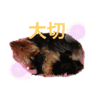 モンシェリー2（個別スタンプ：4）