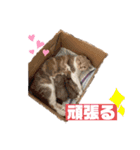 モンシェリー2（個別スタンプ：6）