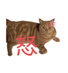 モンシェリー2（個別スタンプ：7）
