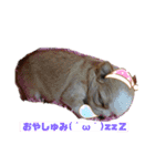 モンシェリー2（個別スタンプ：12）