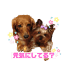 モンシェリー2（個別スタンプ：15）