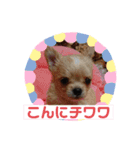 モンシェリー2（個別スタンプ：16）
