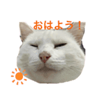 白猫スノーの日常（個別スタンプ：1）