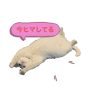 白猫スノーの日常（個別スタンプ：2）