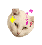 白猫スノーの日常（個別スタンプ：3）