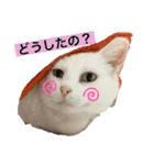 白猫スノーの日常（個別スタンプ：4）