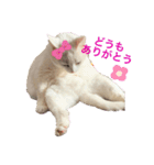白猫スノーの日常（個別スタンプ：9）