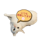 白猫スノーの日常（個別スタンプ：10）