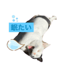 白猫スノーの日常（個別スタンプ：15）
