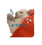 白猫スノーの日常（個別スタンプ：16）