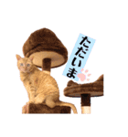 茶トラのこぴ（個別スタンプ：2）