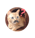 茶トラのこぴ（個別スタンプ：5）