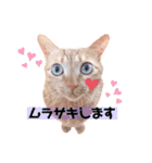茶トラのこぴ（個別スタンプ：11）