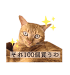 茶トラのこぴ（個別スタンプ：15）