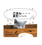 猫のとと ブリショーのスタンプ（個別スタンプ：1）