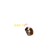 キャバリア★ニコ丸のスタンプ（個別スタンプ：14）