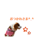 キャバリア★ニコ丸のスタンプ（個別スタンプ：15）
