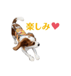 キャバリア★ニコ丸のスタンプ（個別スタンプ：17）