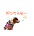 キャバリア★ニコ丸のスタンプ（個別スタンプ：25）
