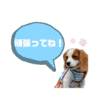 キャバリア★ニコ丸のスタンプ（個別スタンプ：27）