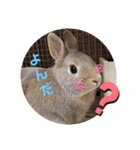 ⋆ᙏ̤̫͚*  マロンのスタンプん*（個別スタンプ：3）