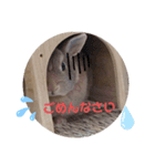 ⋆ᙏ̤̫͚*  マロンのスタンプん*（個別スタンプ：6）